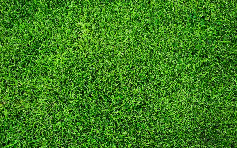 Close-up of a dense, healthy hydroseeded lawn